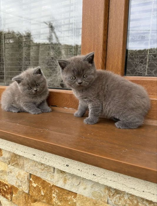 Прямовухі шотландські кошенята