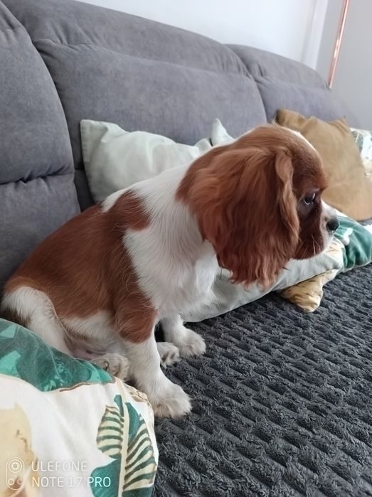 Cavalier King Charles Spaniel uroczy Chojrak