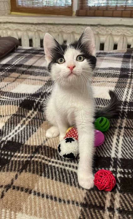 Котик. 2 місяці. Чудовий