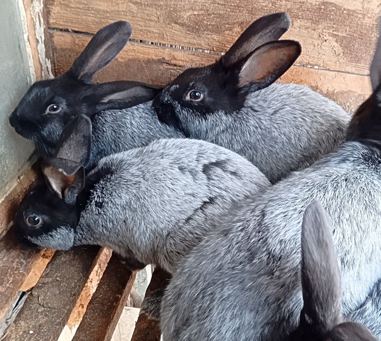 Кролики "Полтавское серебро"