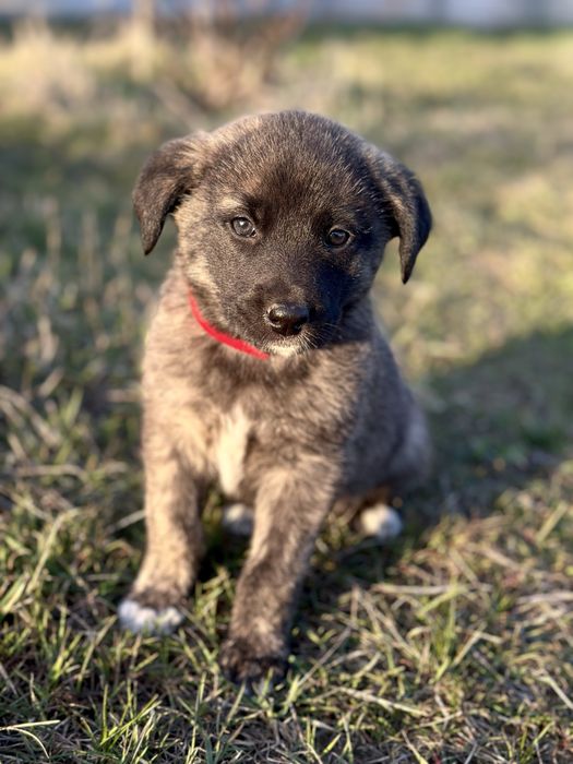 Цуценя безкоштовно в надійні руки