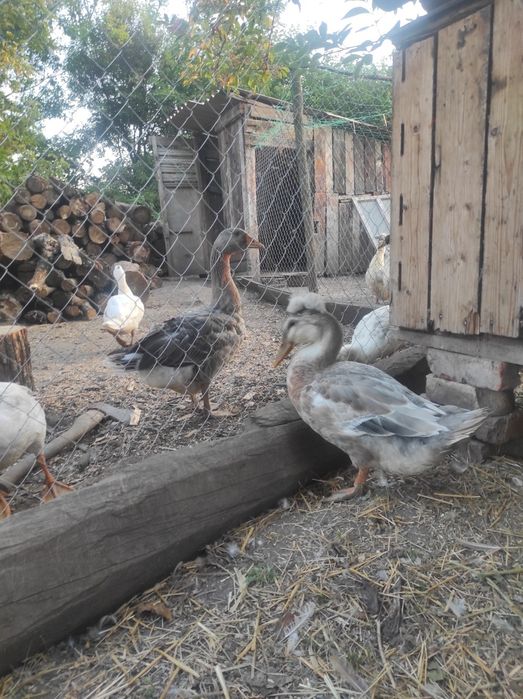 Продам качура на племя