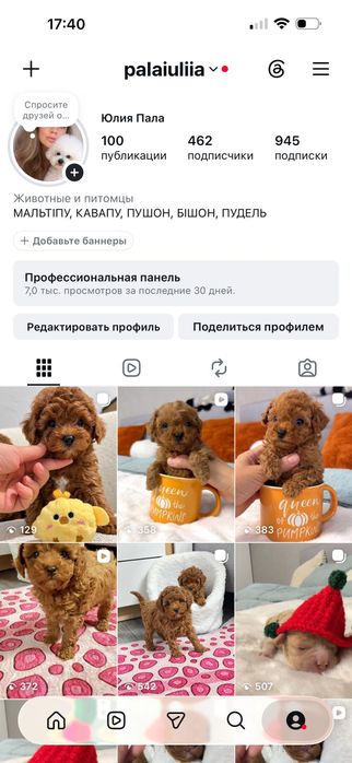 Toy Poodle  малюки