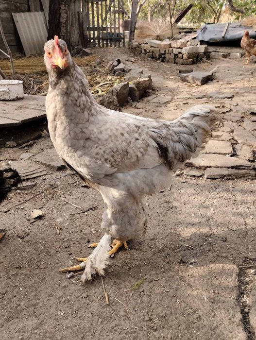 Продаються гарні півні для розведення