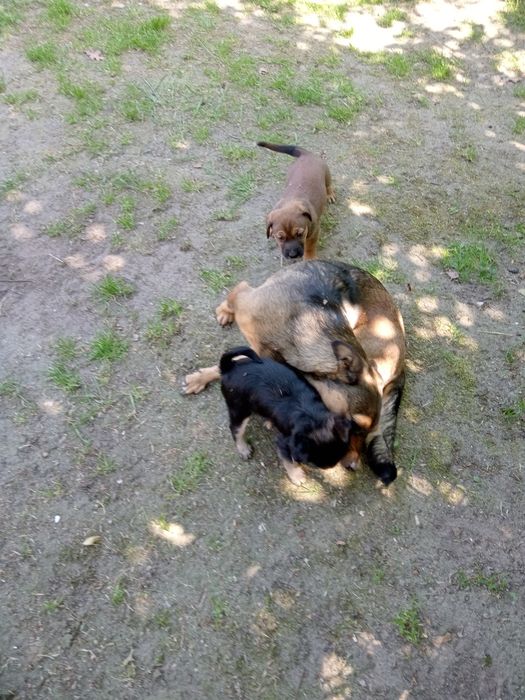 Za tydzień oddam w dobre ręce dwa kundeki