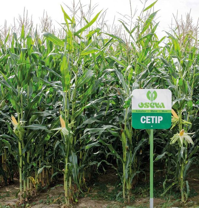 Nasiona kukurydzy CETIP kiszonka FAO 250 (80 tys.)