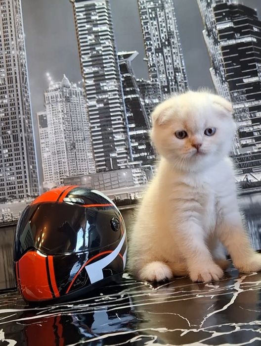 Шикарные котята из Одессы
