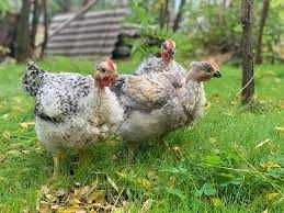 яйце іспанки долматинця