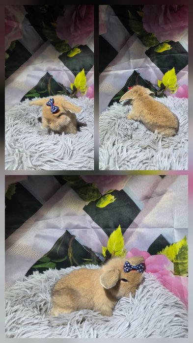 Karzełki Mini Lopki