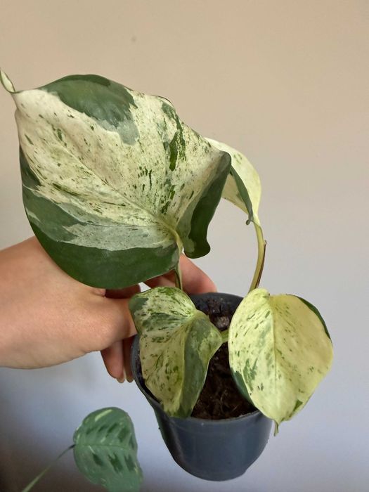 Planta Epipremnum Happy Leaf