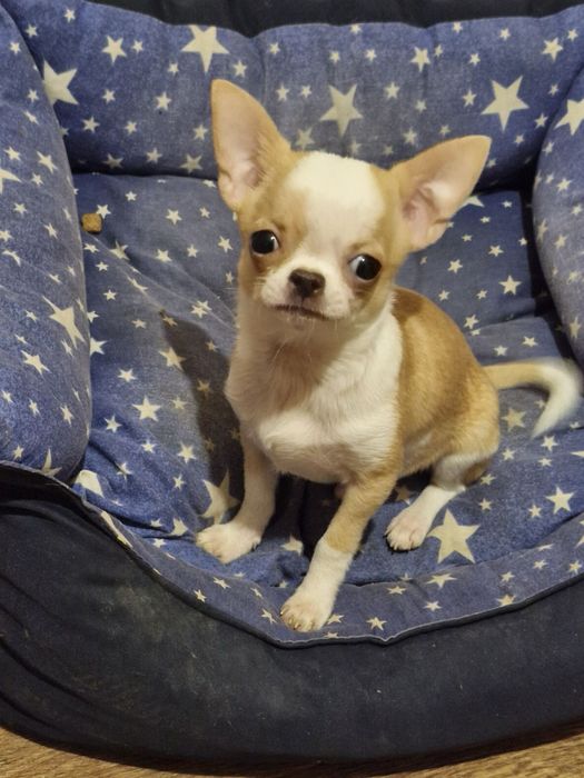 Хлопчик Чихуахуа міні