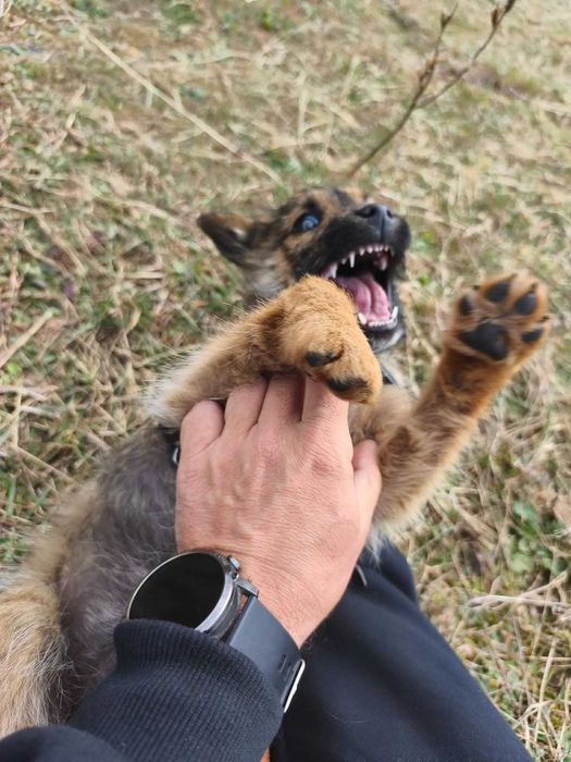 Tajga malutka suczka