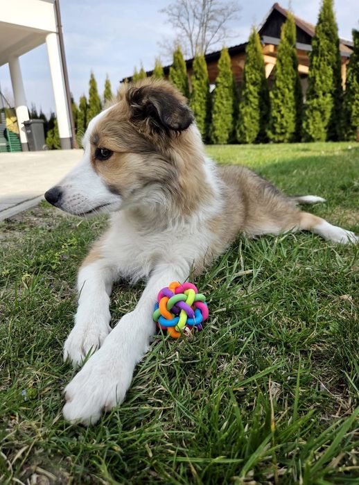 Border Collie,suczka - Zara!!