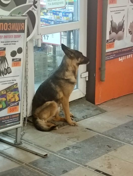 Нашлась собака академистечко