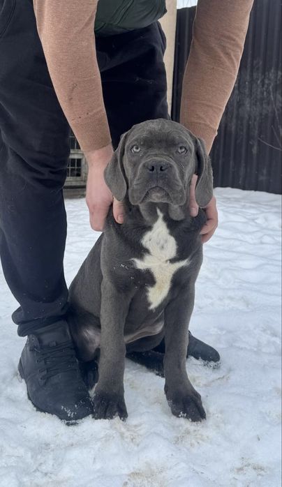 цуценя Кане Корсо дівчинка