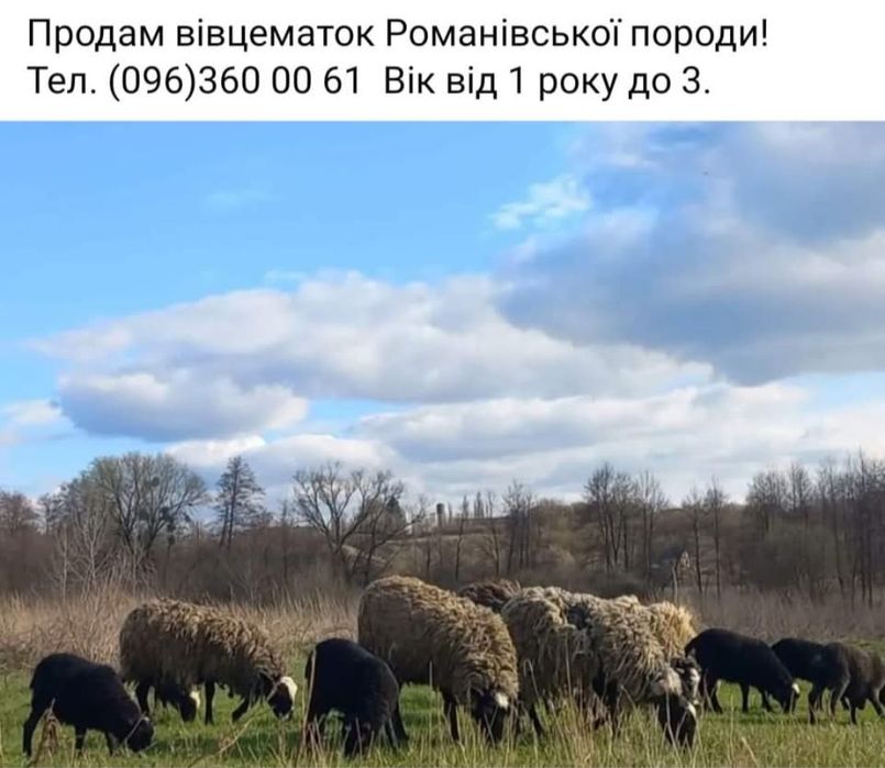 Продаж баранців.