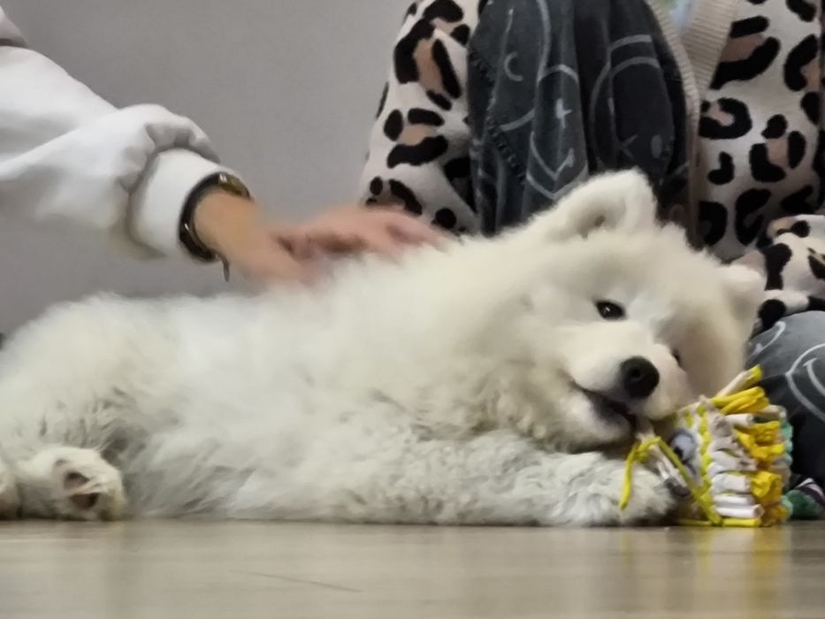 Samoyedy suczki ZKwP/FCI