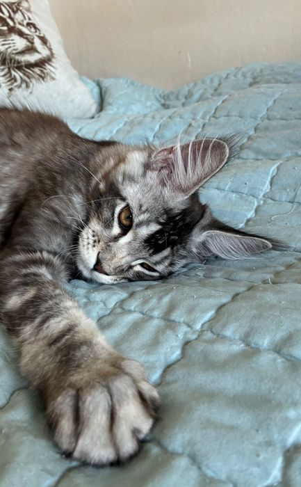 Stebrny Kocurek Maine Coon