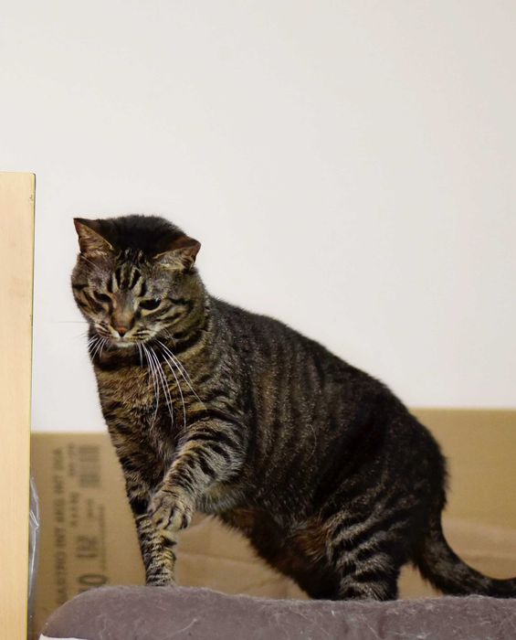 Кошка Кими ищет дом