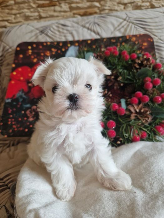 Maltańczyk malutka suczka fci