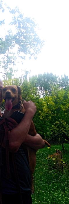 Отдам собаку в хорошие руки