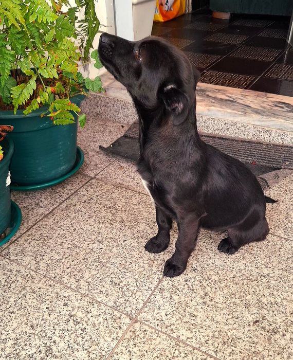 Cadelinha porte pequeno