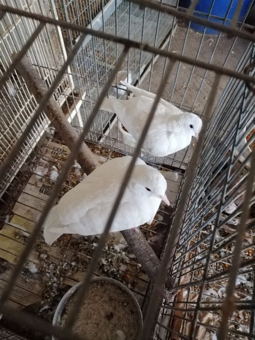 Pombas Viuvinhas, king, Leque, Rola Mansa