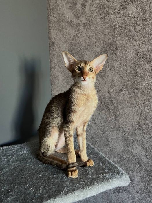 Ориентальный котик ищет дом
