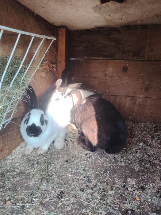 Продам кроликів чисто кровний німецький строкач