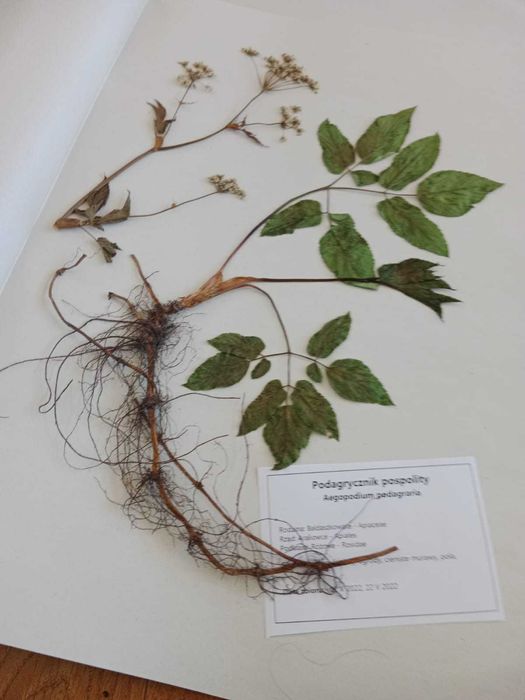 15 gat ZIELNIK wiosna 2026 z opisami nienakljony