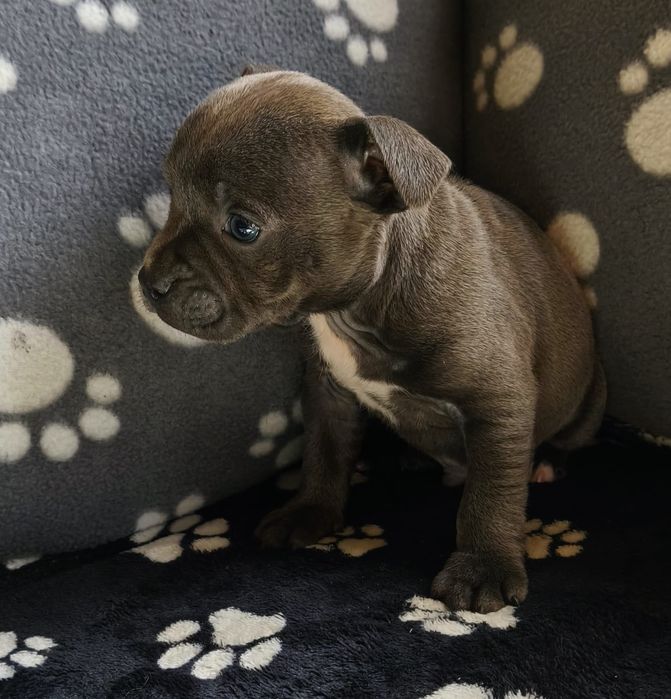 Staffordshire bull terrier staffie com LOP