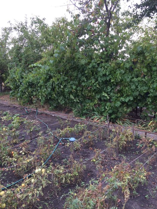 Продам дачу Садове товариство "Висотник" Довгинцівський район