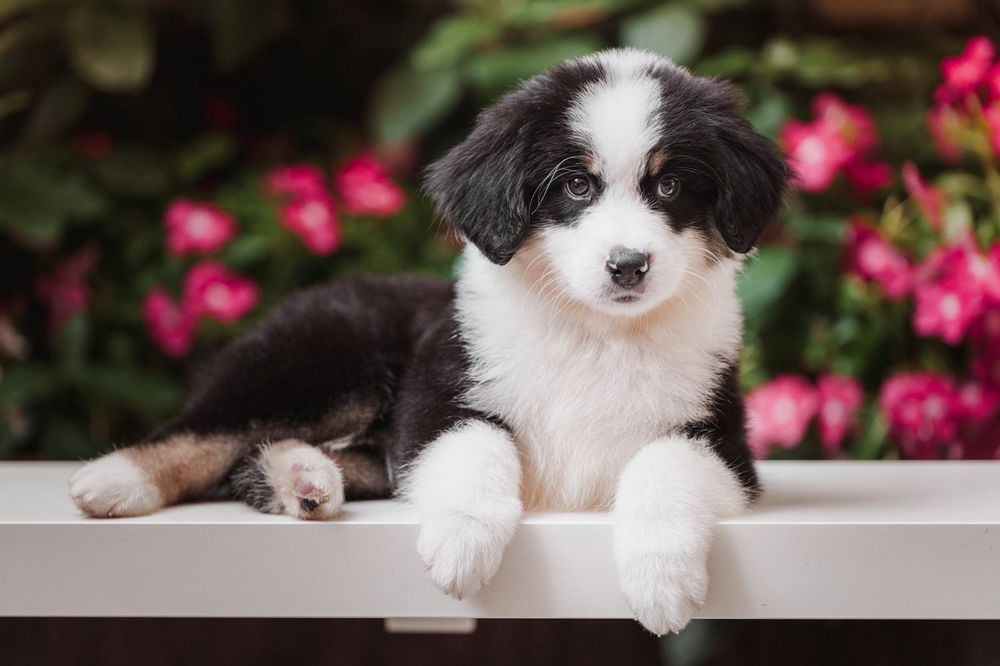 Fantástico Pastor Americano.