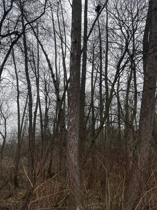 Кругляк різної довжини