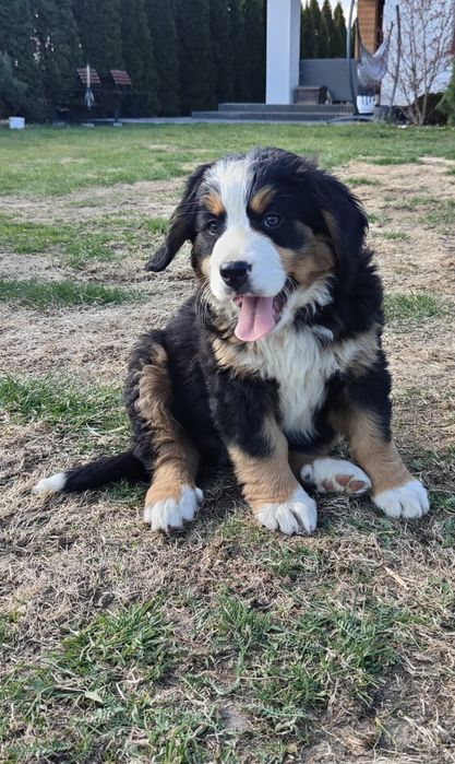 Berneński Pies Pasterski