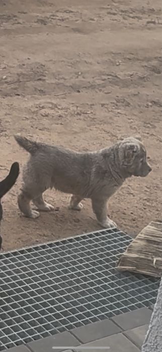 Suczka Owczarek środkowoazjatycki