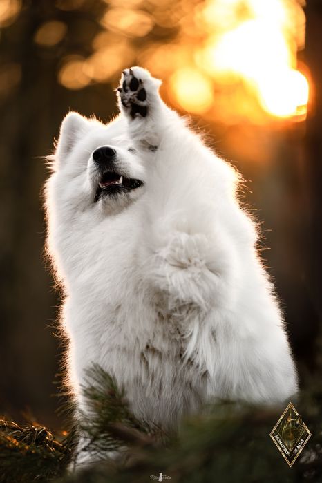 Samoyed/ Samoyed FCI/ Samojed – planowane mioty jesień/ zima 2026 | ZK