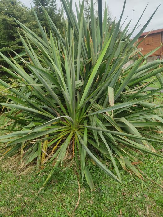 Juka ogrodowa biała