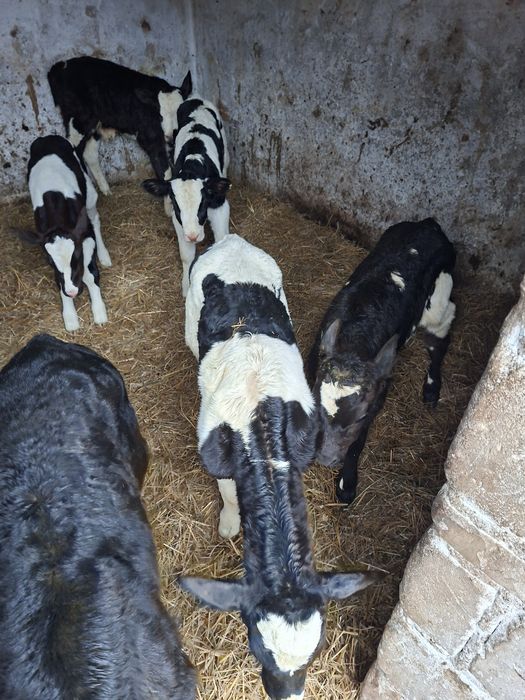 Byczki Cielaki cielęta