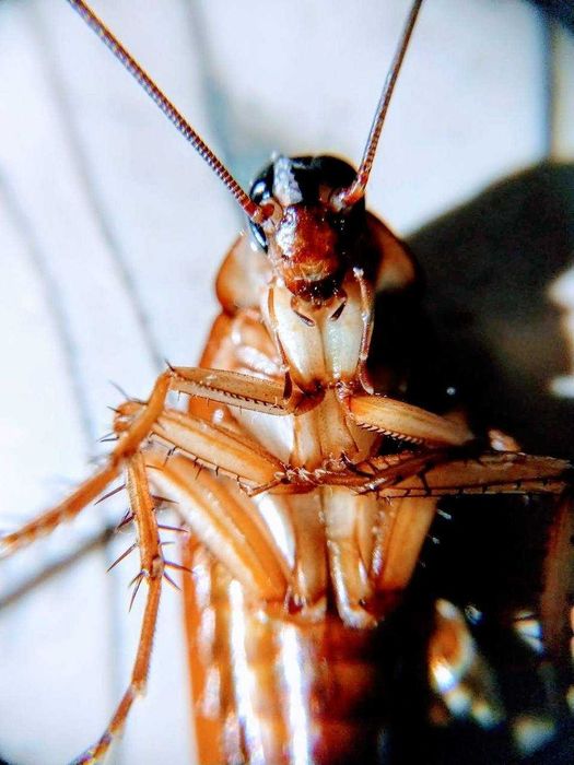 Туркменський тарган любого розміру 1 шт 2 грн,  цвіркуни та інші