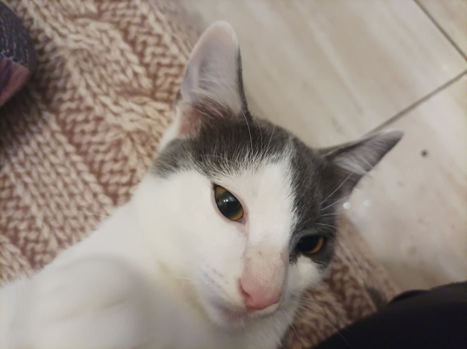 Котик ищет  семью
