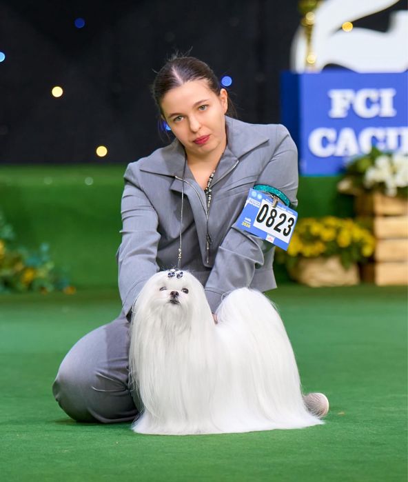 В'язка мальтезе (чемпіон)