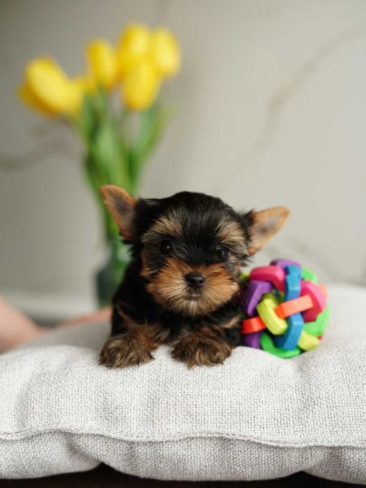 Справжні йоркширські зірки – маленькі, але з великим характером