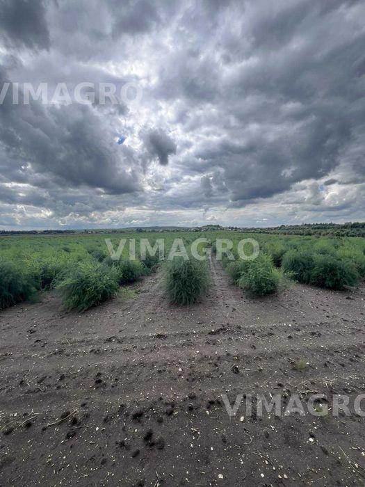 Розсада/саджанці спаржі з найбільшого розсадника України VIMAGRO