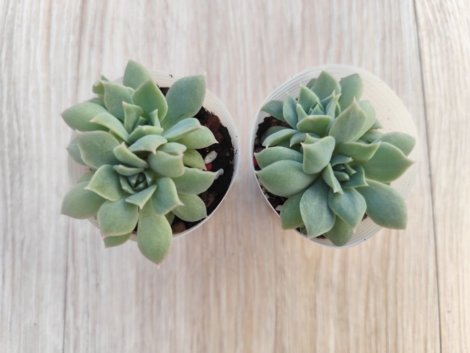 Echeveria Van Breen