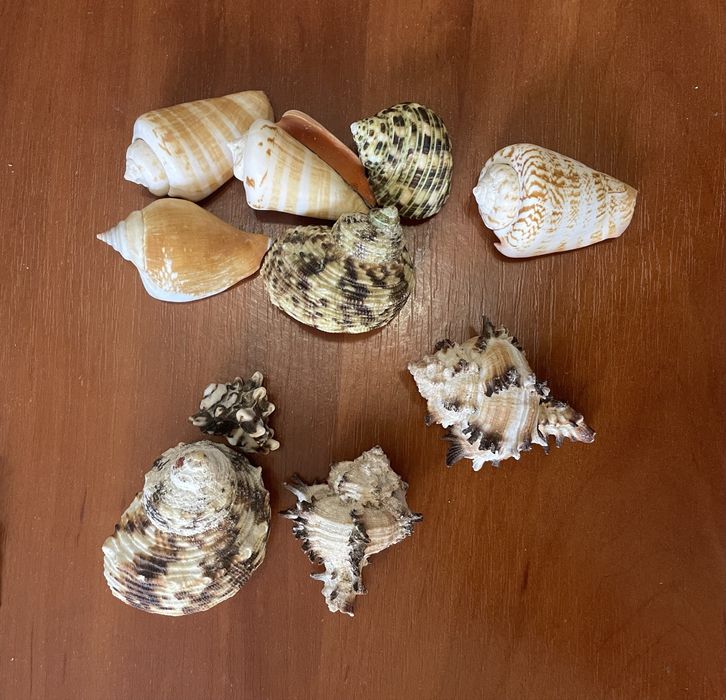 Ракушки ,Мушли ,Звездочки морскик