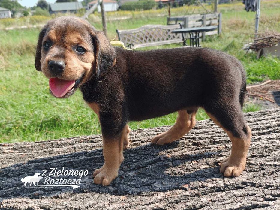 Ogar polski hodowla ZKwP/FCI - dostępny piesek!