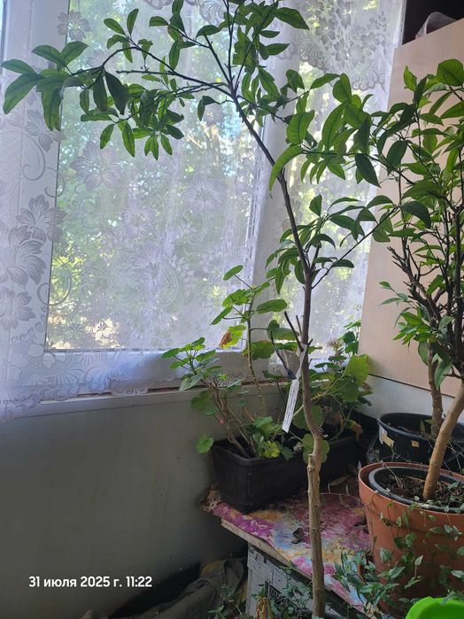 Лимони, мандарини , кумквати квітучі