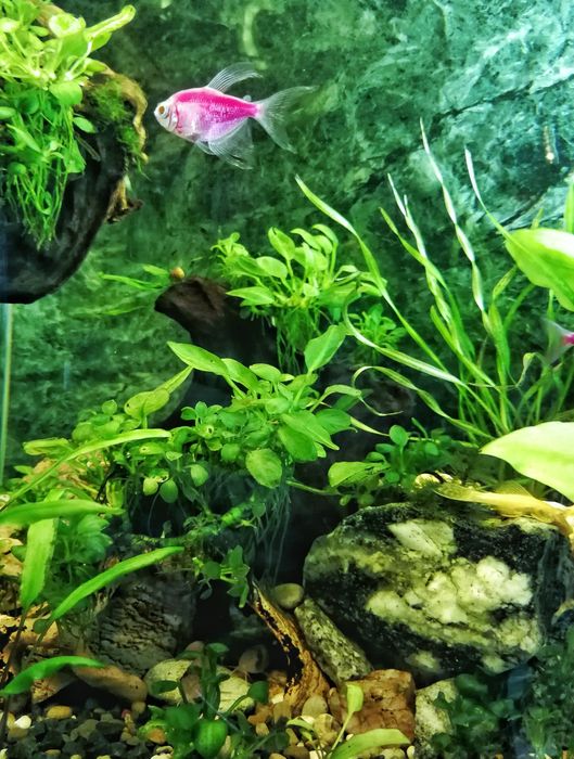 Аквариумні рослини. Анубіас Нана Петіт