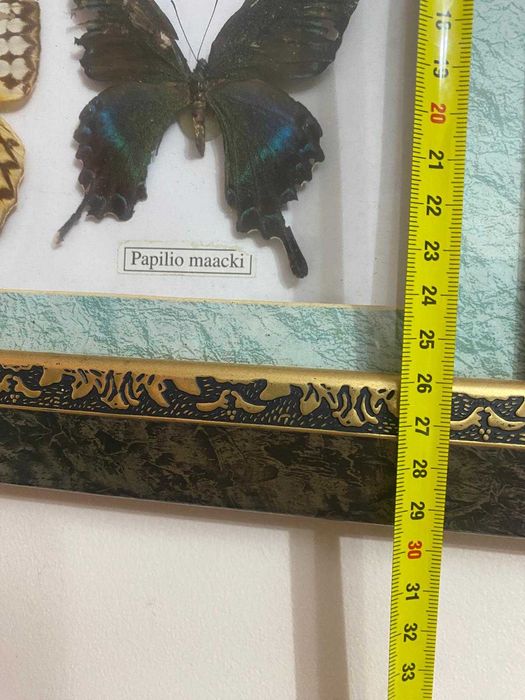 Quadro borboletas de coleção
